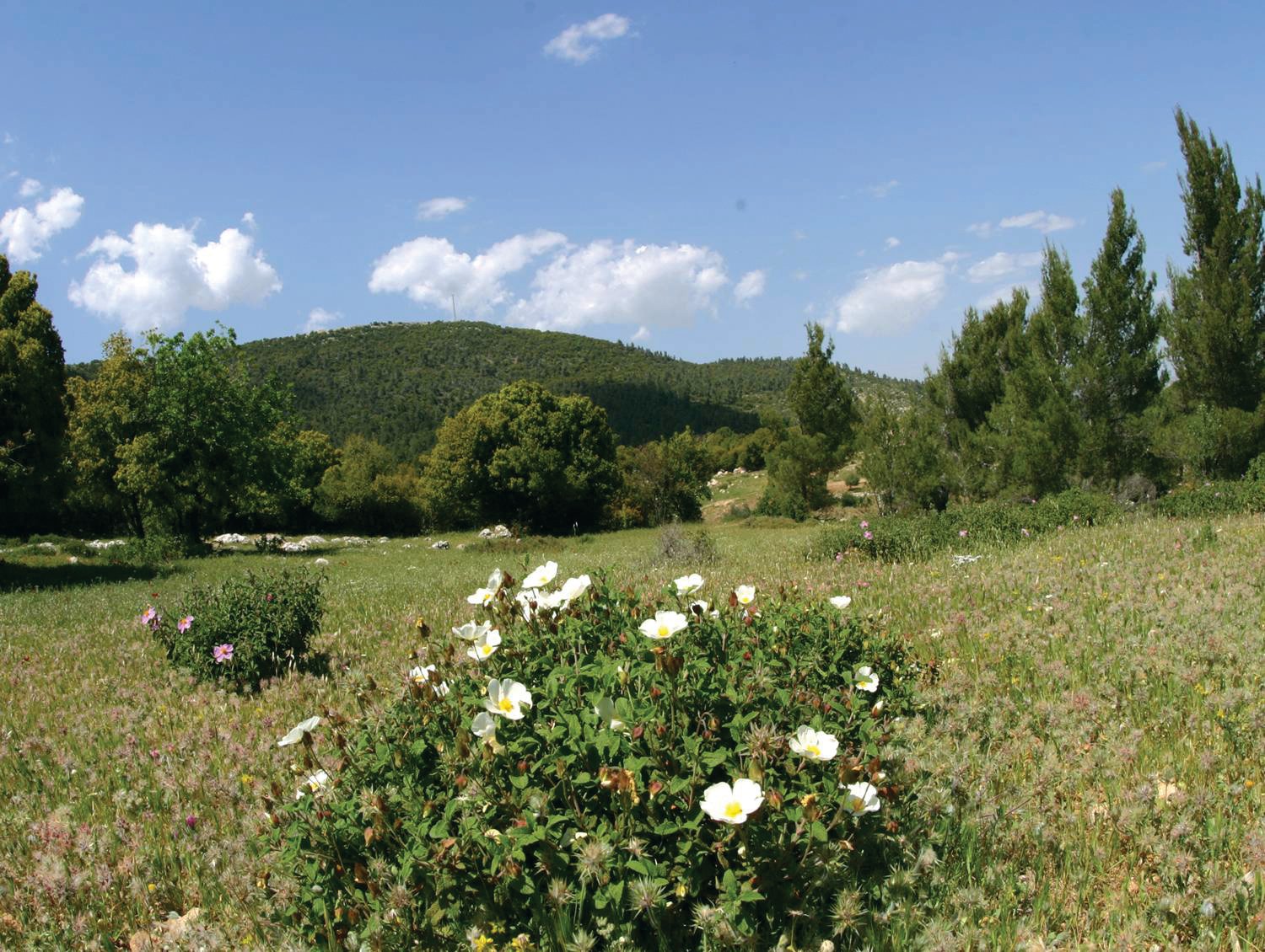 Dibeen-in-spring