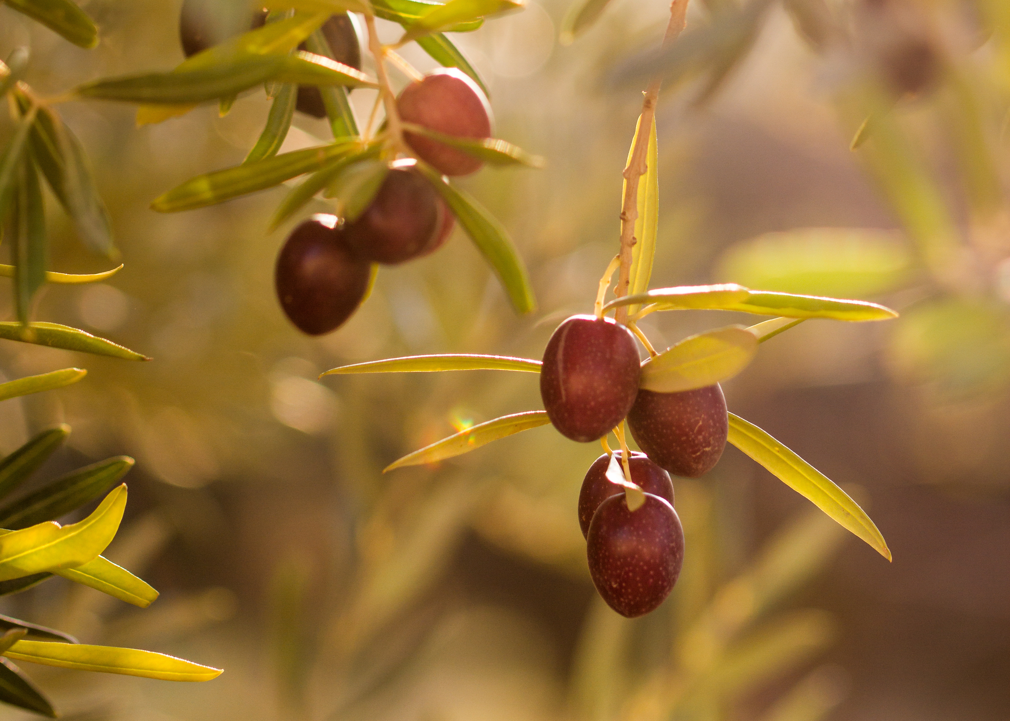 Olives-JPG