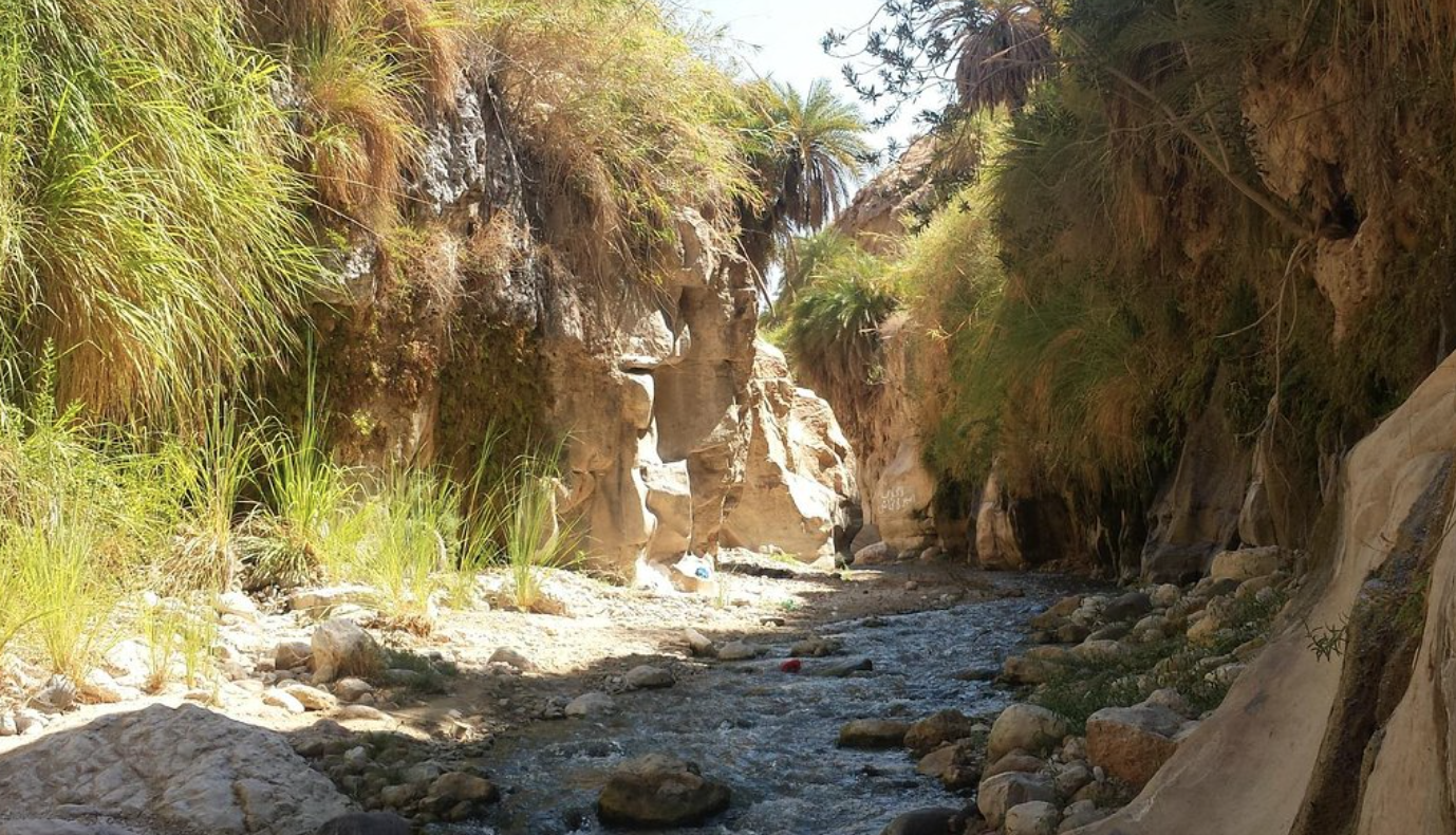 Wadi Bin Hammad: A Jordanian Oasis