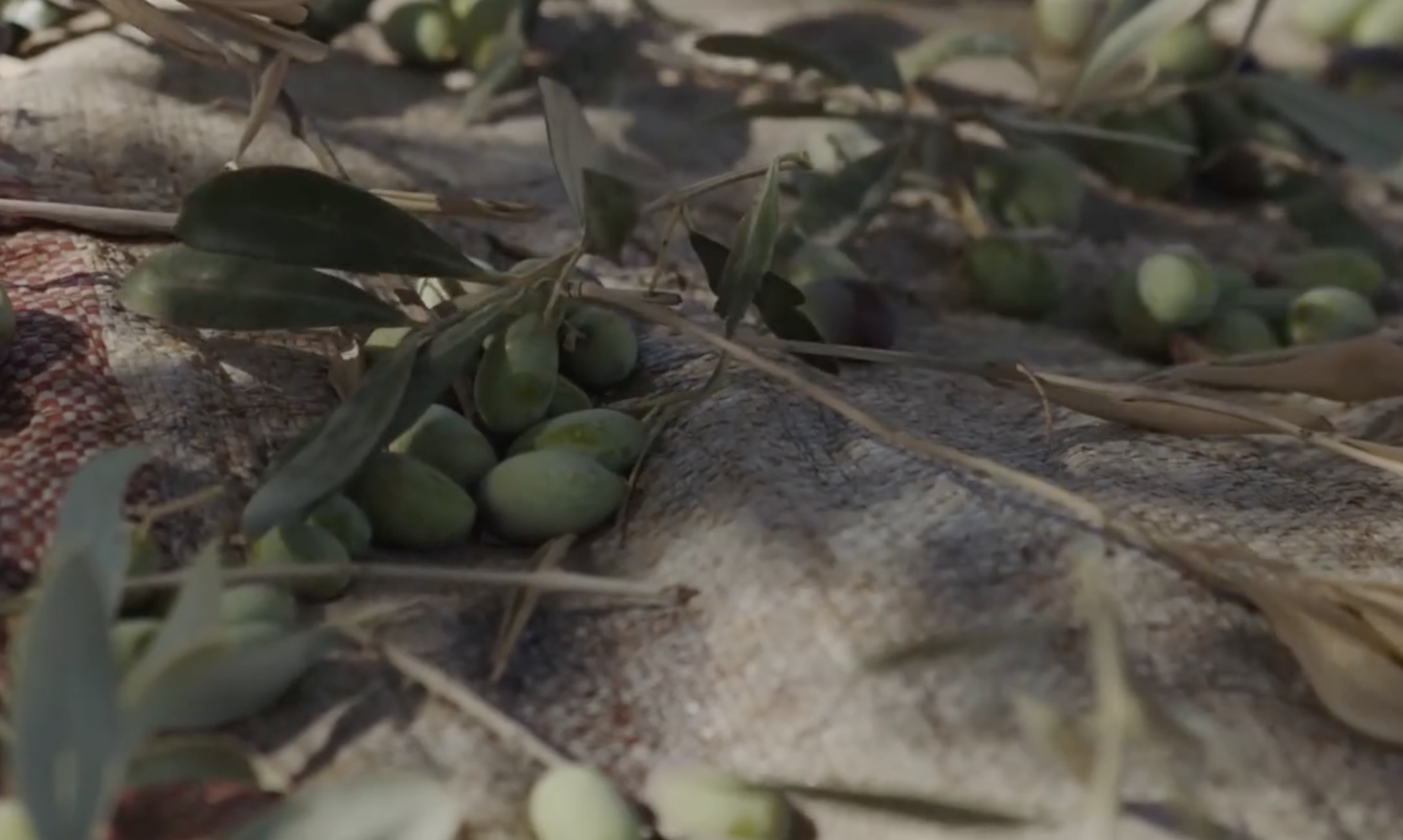 Jordan olive trees