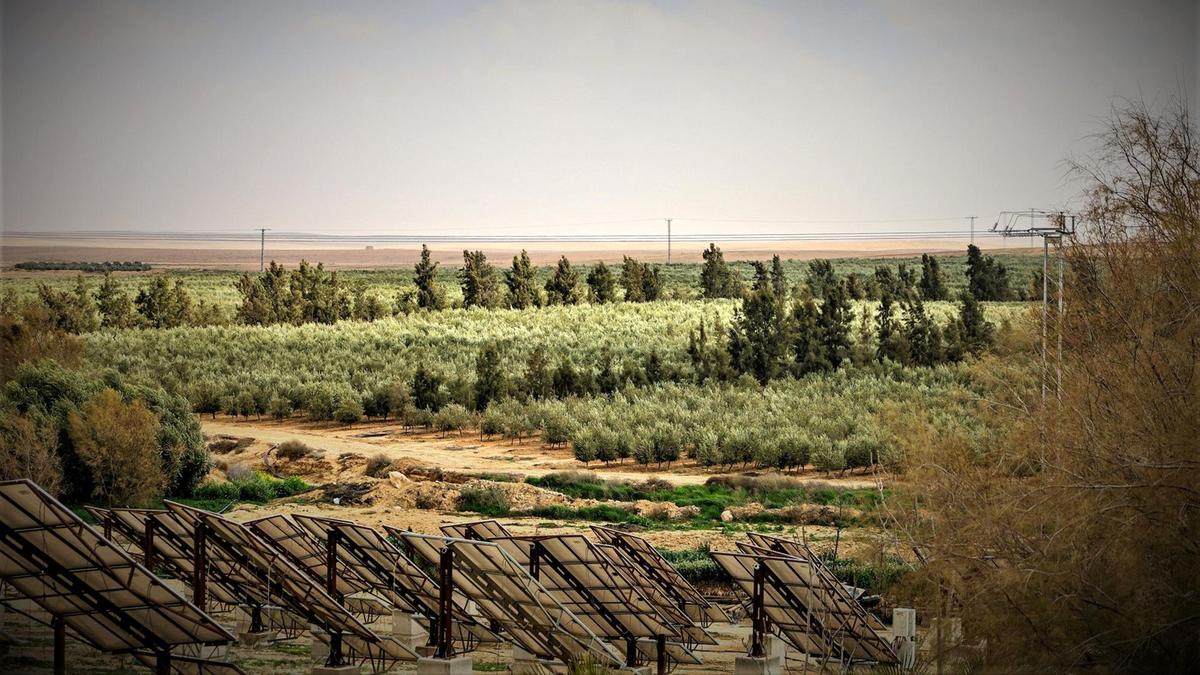 From the Heart of the Levant, Jordan’s Olive Oil is Among the Finest